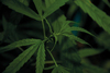 Legalisering av cannabis – en utenkelig tanke? IQ og psykisk helse (nr 106)
