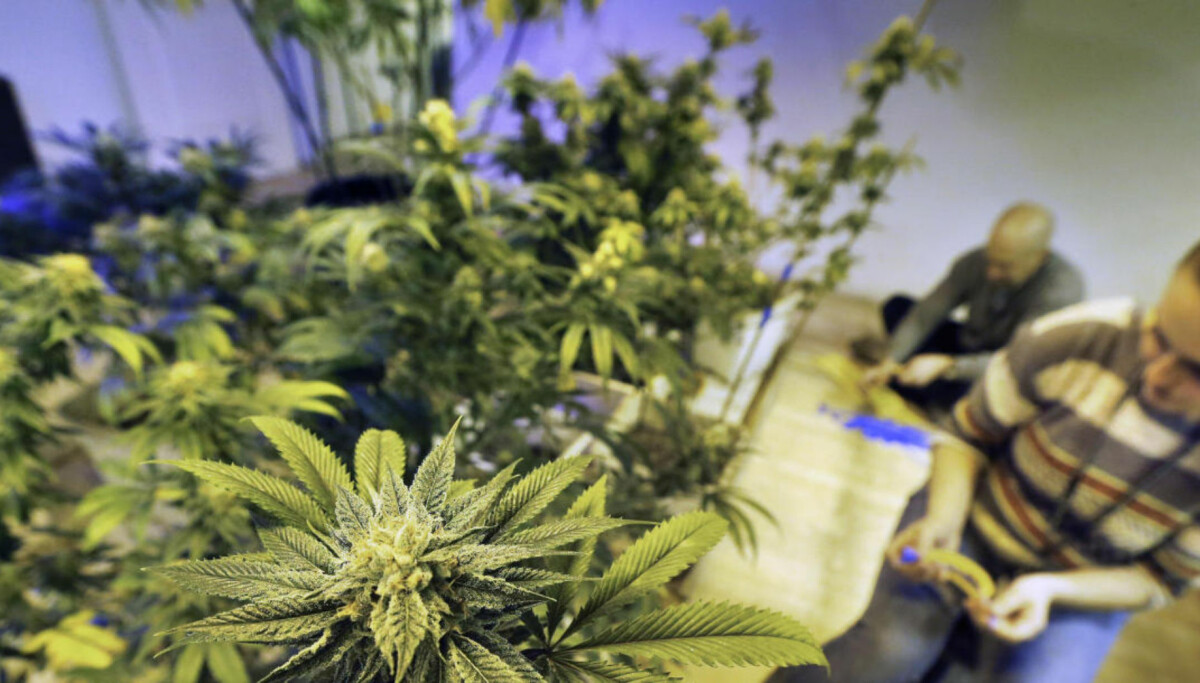 Da Colorado legaliserte cannabis, gikk andelen dødsulykker med cannabispåvirkede førere opp